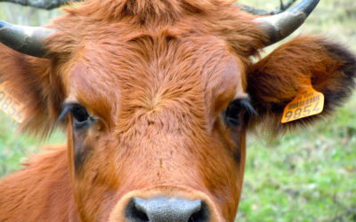 Summer cooking in the mountains.